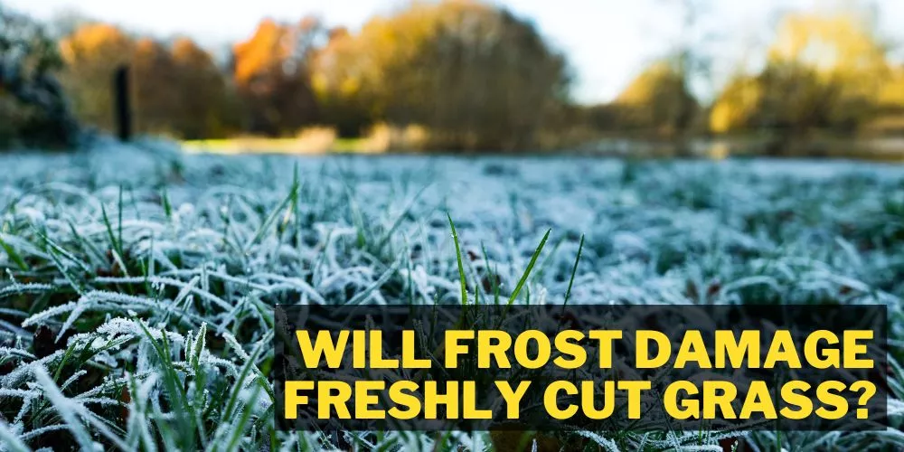 Will frost damage freshly cut grass