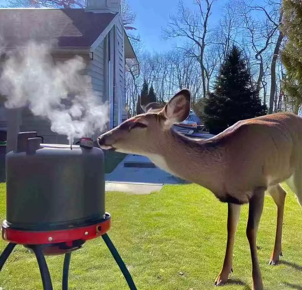 Can deer smell propane heaters? simple explanation