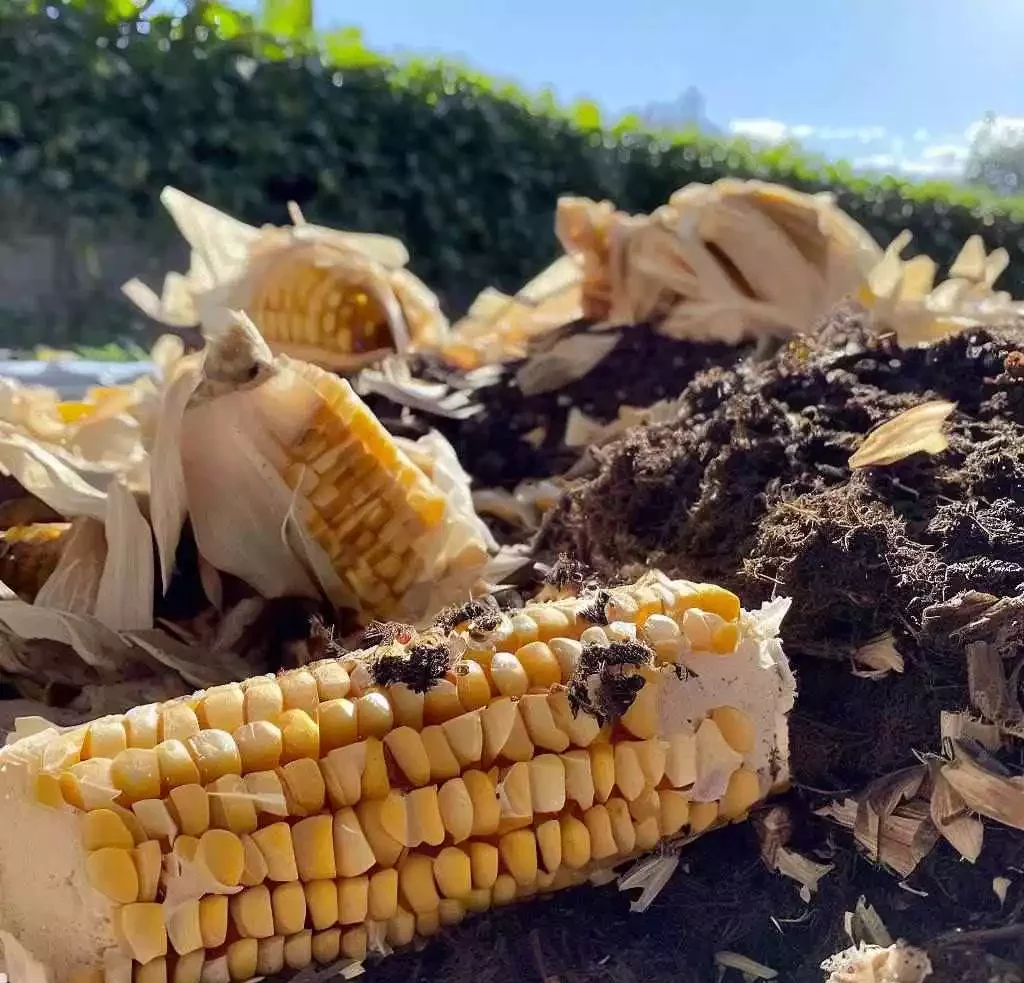Can you compost corn cobs? all you need to know. 