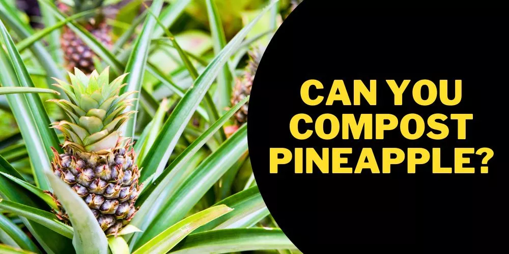 Can you compost pineapple