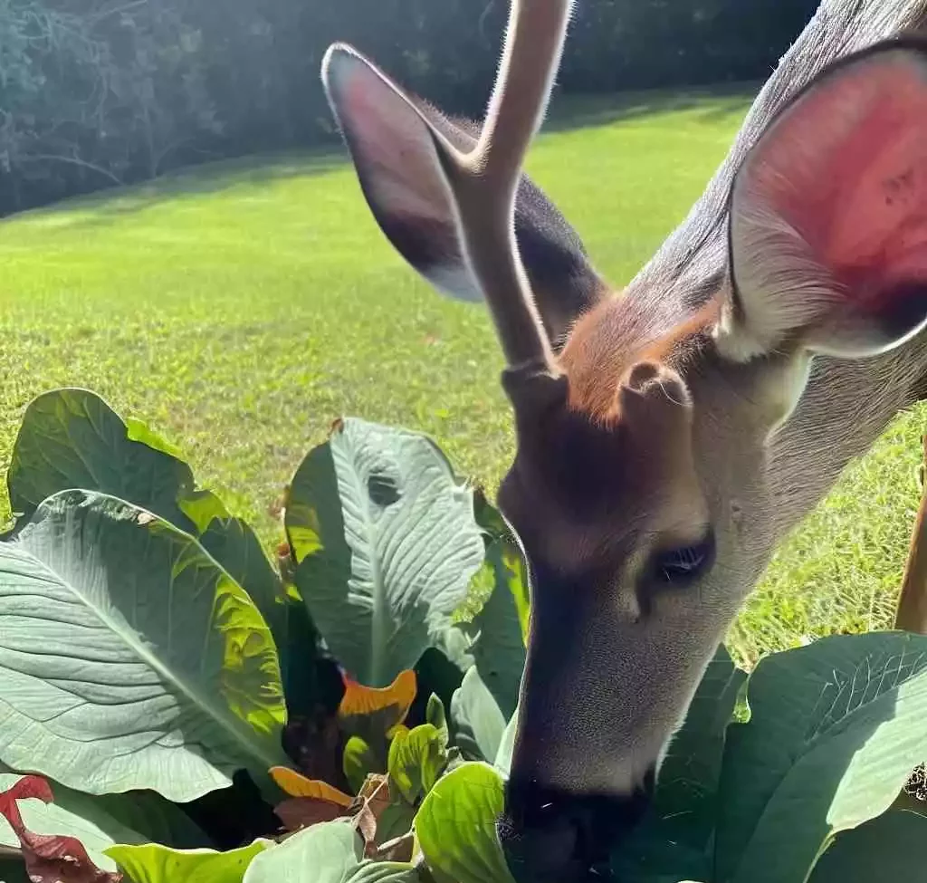 Do deer eat elephant ear plants? all you need to know