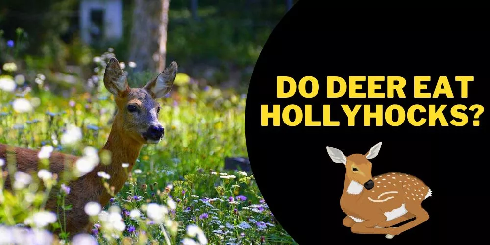 Do deer eat hollyhocks