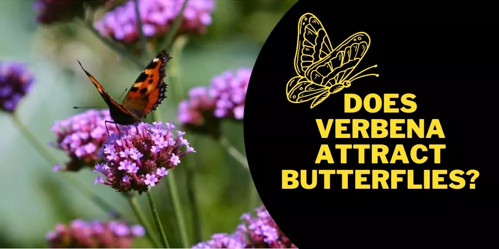Does verbena attract butterflies