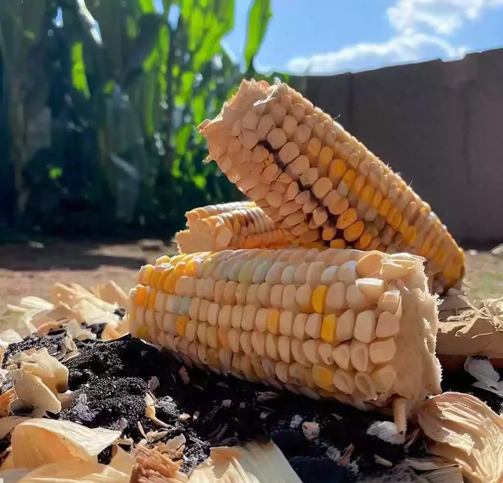 How To Compost Corn Cobs