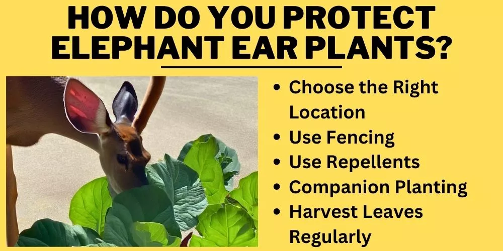 How do you protect elephant ear plants