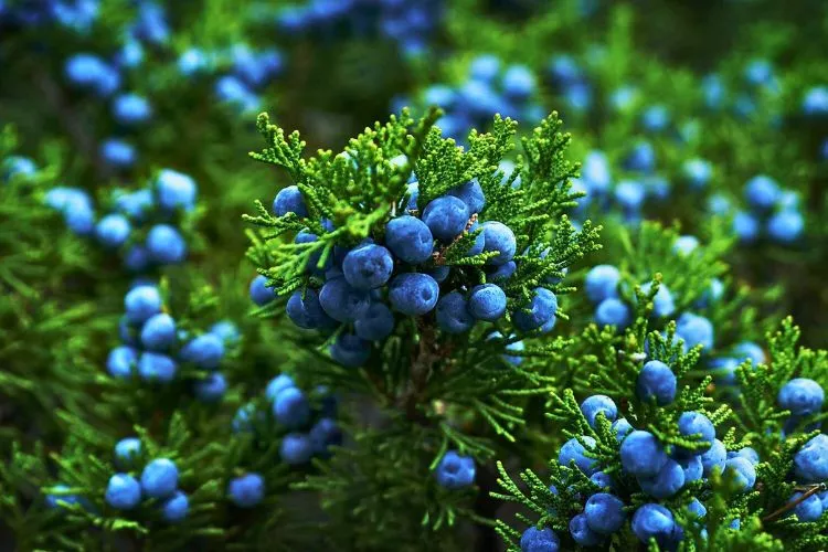 Is juniper good firewood? everything you should know