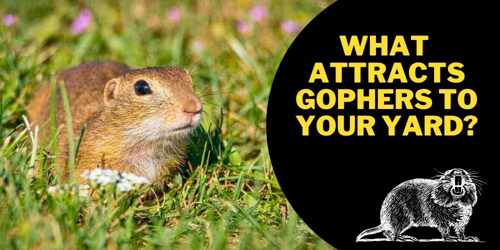 What attracts gophers to your yard