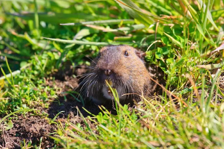 What attracts gophers to your yard? everything you should know