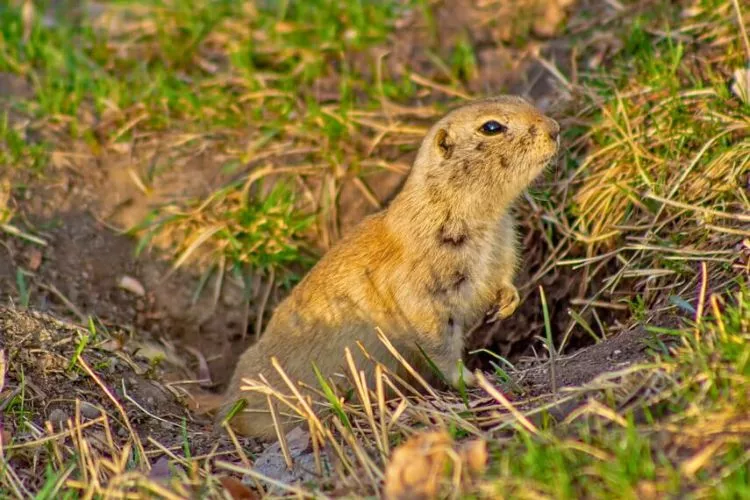 Will gophers eventually leave your yard