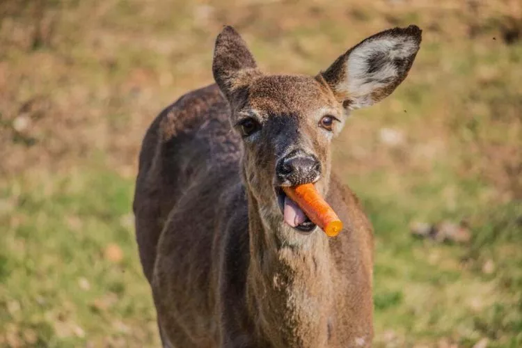 Can Deer Die From Eating Too Many Carrots