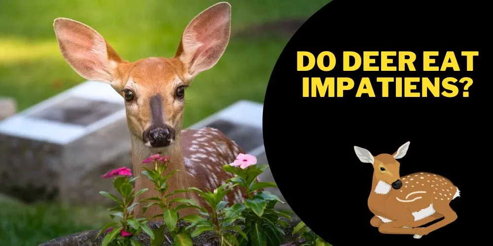 Do deer eat impatiens