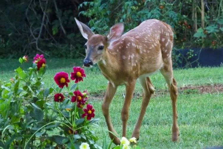 Do deer eat impatiens? all you need to know