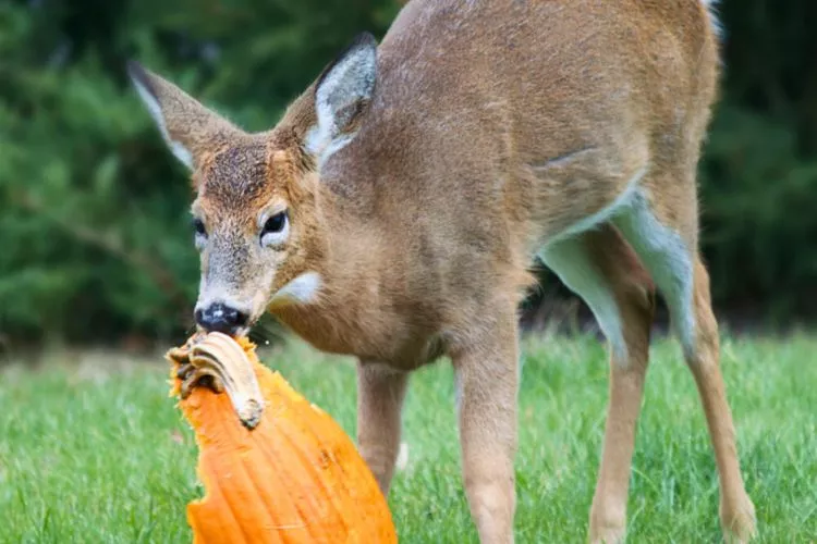 Do deer eat pumpkins