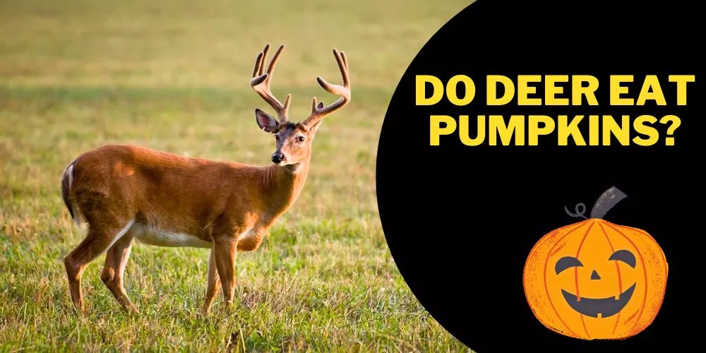 Do deer eat pumpkins