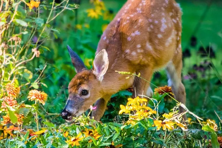 How do I stop deer from eating my impatiens