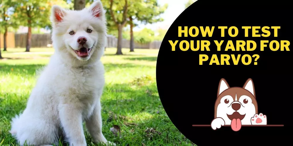 How to test your yard for parvo