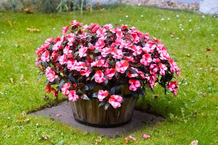 Which impatiens are deer resistant
