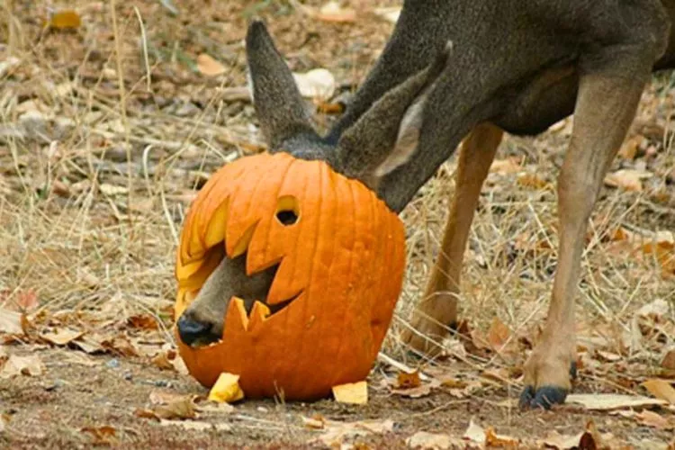 Will deer eat whole pumpkins