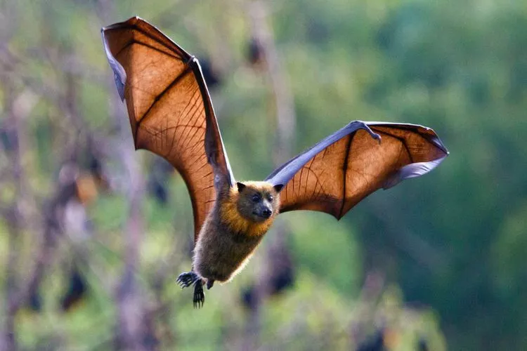 Are bats good to have around? Everything You should know