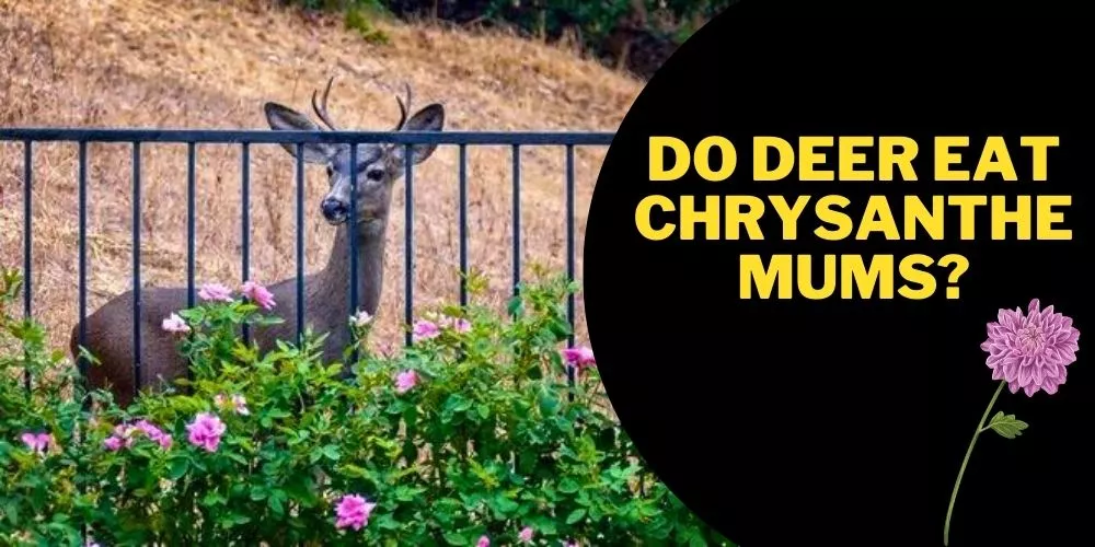 Do deer eat chrysanthemums