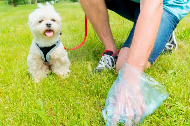 How To Dissolve Dog Poop