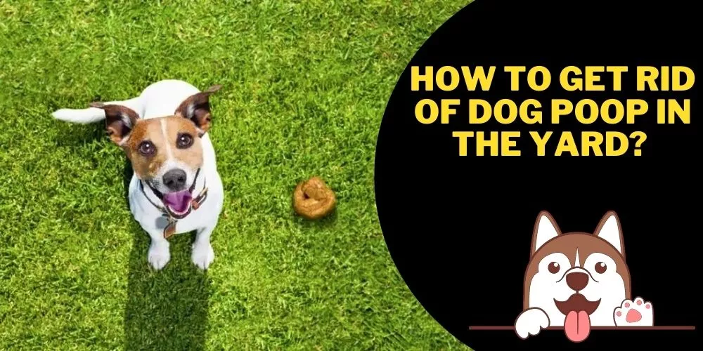 How to get rid of dog poop in the yard