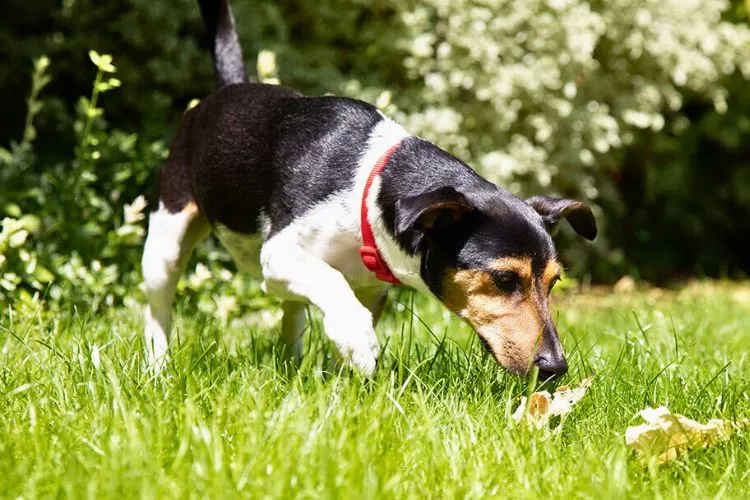 How to get rid of dog poop in the yard? A complete guide