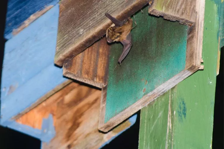 Is It dangerous to have a bat house