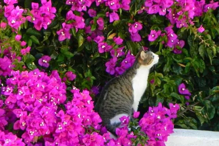 Is bougainvillea poisonous to cats? All you should know