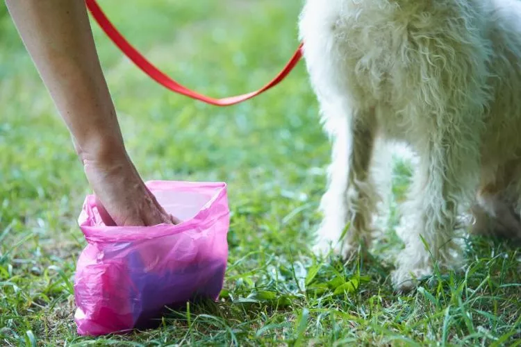 What is the proper way to get rid of dog poop