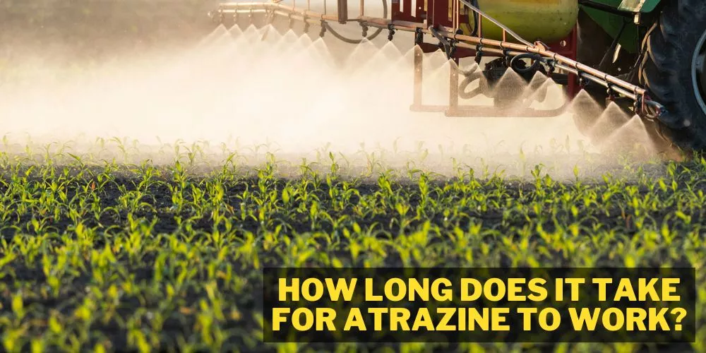 How long does it take for atrazine to work