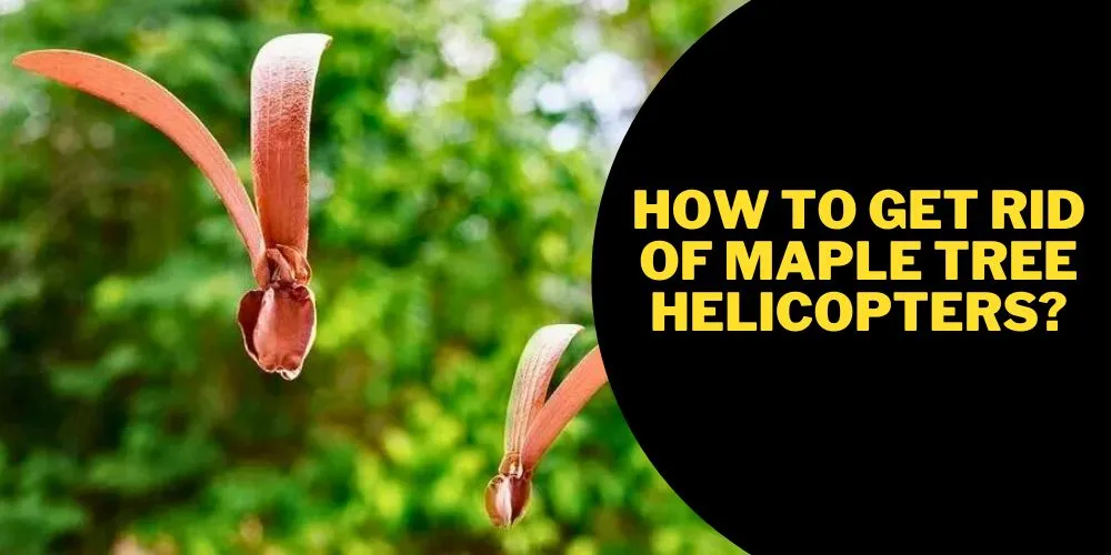 How to get rid of maple tree helicopters