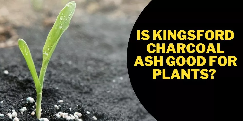 Is Kingsford charcoal ash good for plants