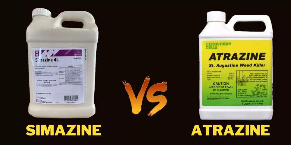 Simazine vs Atrazine Comparison: All You Need To Know
