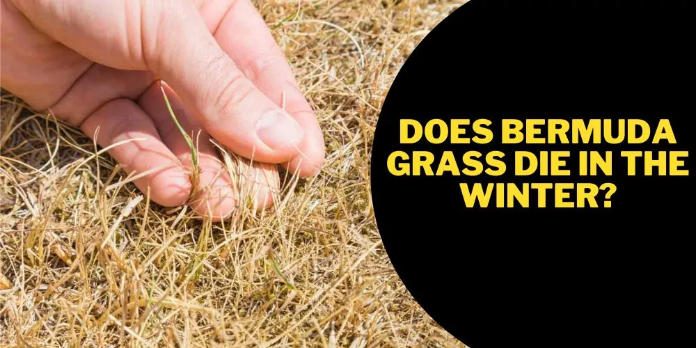 Does Bermuda grass die in the winter