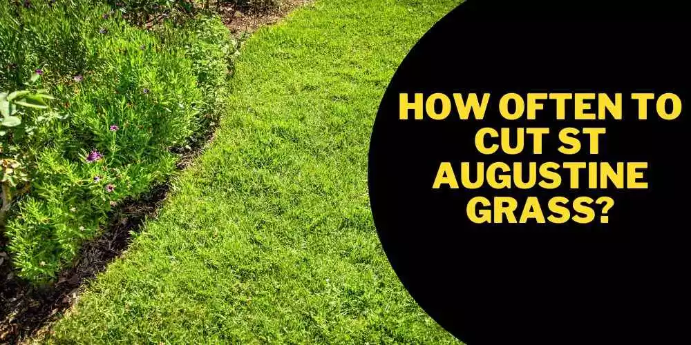 How often to cut st augustine grass