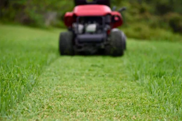 How often to cut st augustine grass in summer