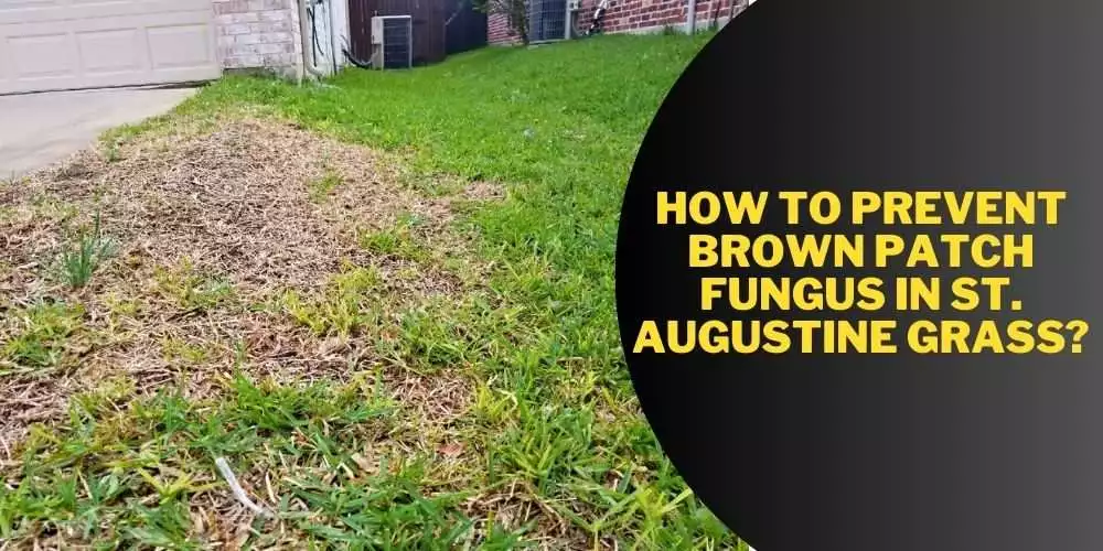 How to prevent brown patch fungus in St. Augustine grass