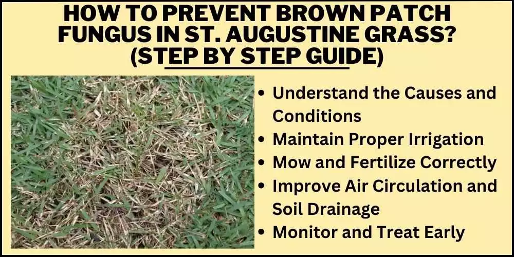 How to prevent brown patch fungus in St. Augustine grass (step by step guide)