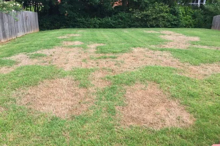 How to prevent brown patch fungus in St. Augustine grass? Complete Guide