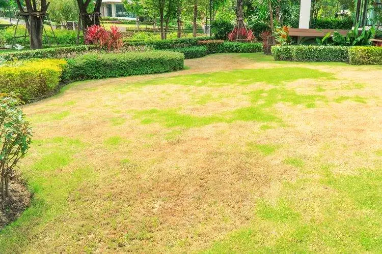 Signs your sod is dying: Everything you should know