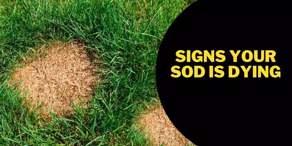 Signs your sod is dying